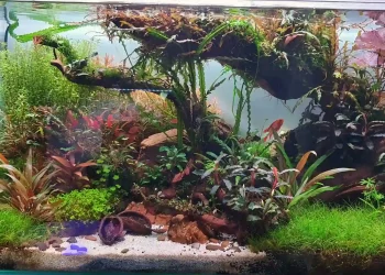 acuario high tech-plantado-con-co2--comunitario-amazonico